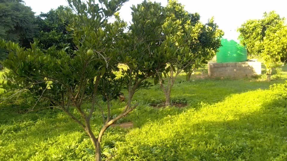 WhatsApp-Image-2026-03-17-at-06.47.01NN